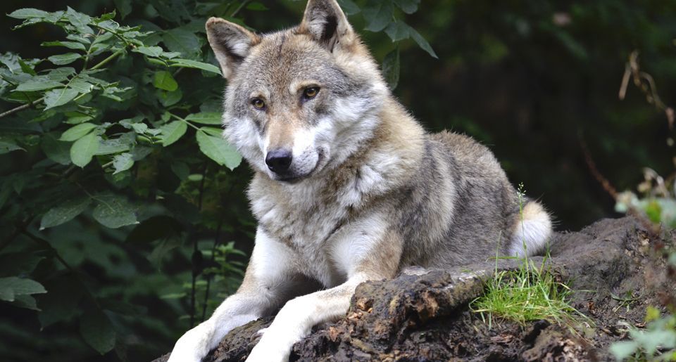 Bild: Wildfaces / pixabay.com Kursfoto